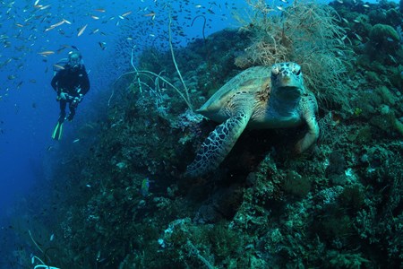SCUBA DIVING - SS YONGALA